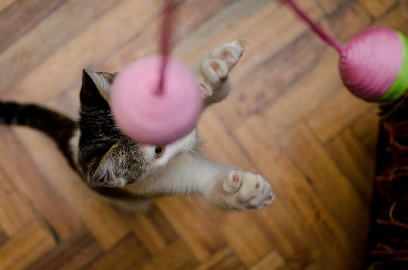 Kitten Playing with Toy — Brown, Playful