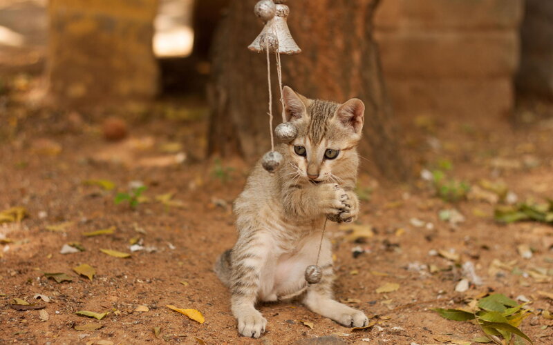 Kitten Playing with Toy — Brown