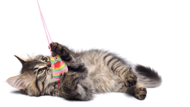 Kitten Playing with Toy — Gray, Playful