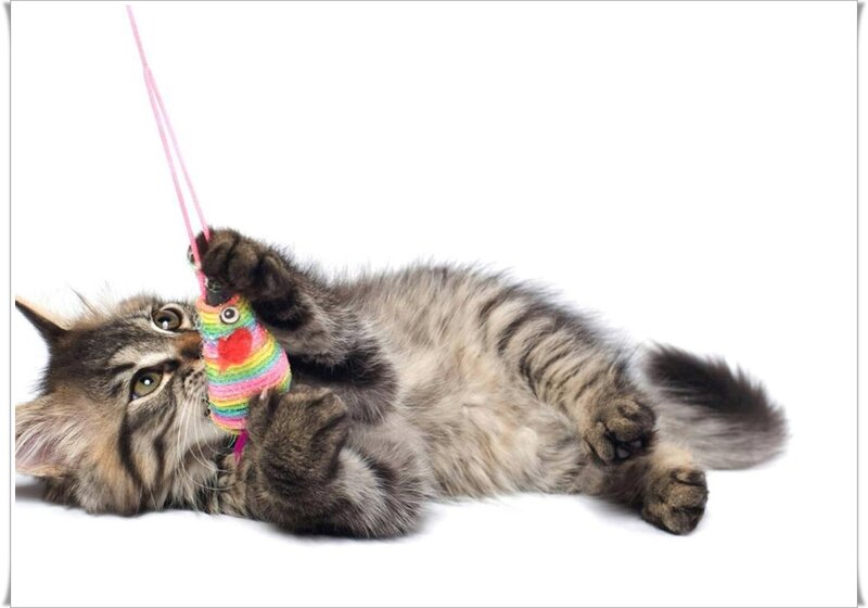 Kitten Playing with Toy — Gray