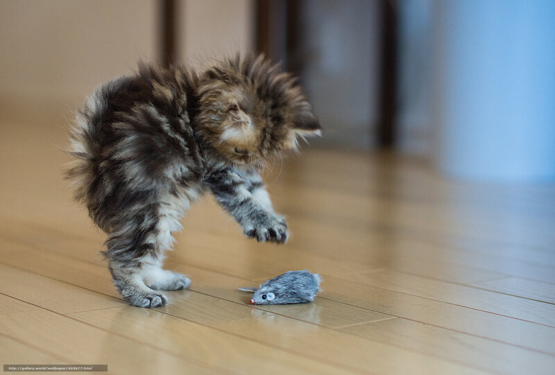 kitten playing with toy mouse