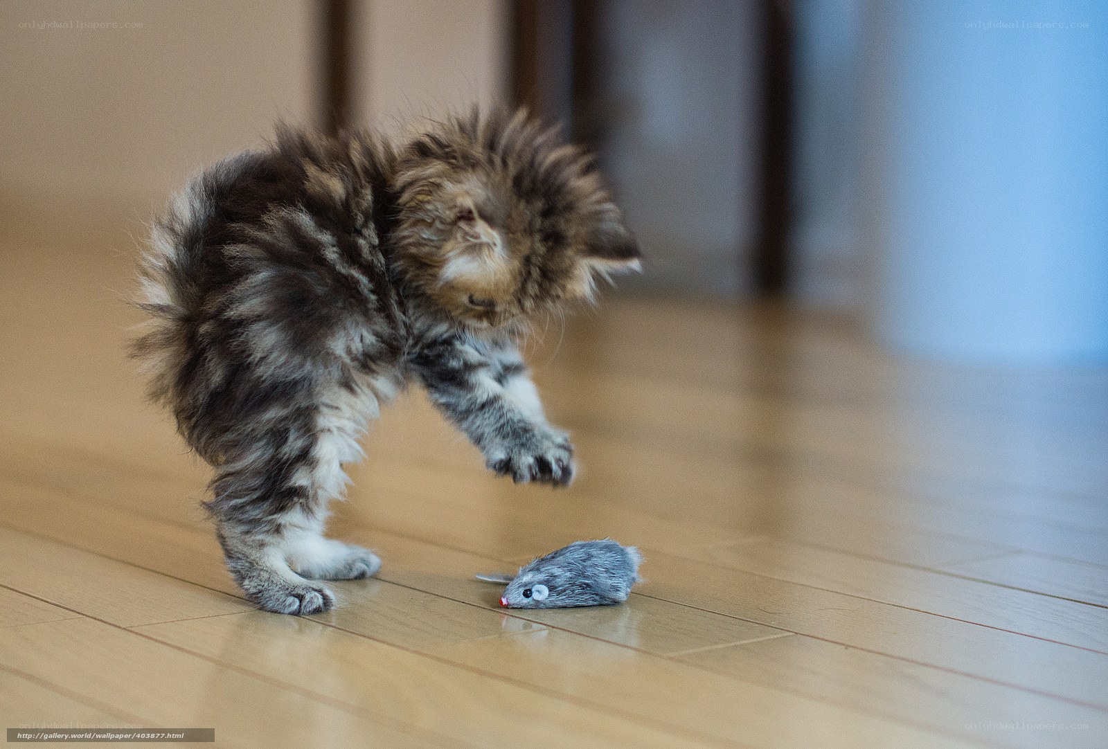 kitten playing with toy mouse