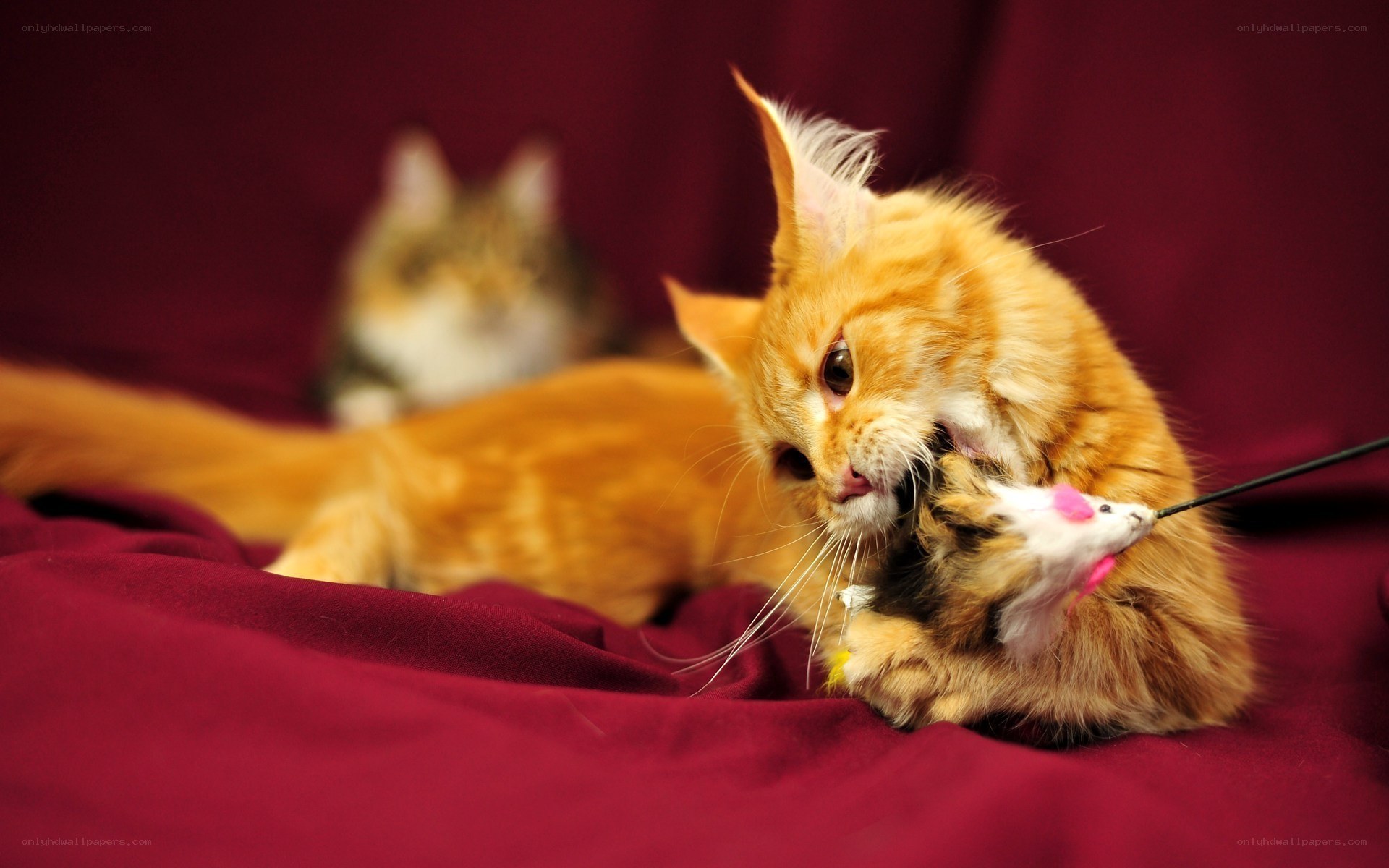 Kitten playing with toy mouse