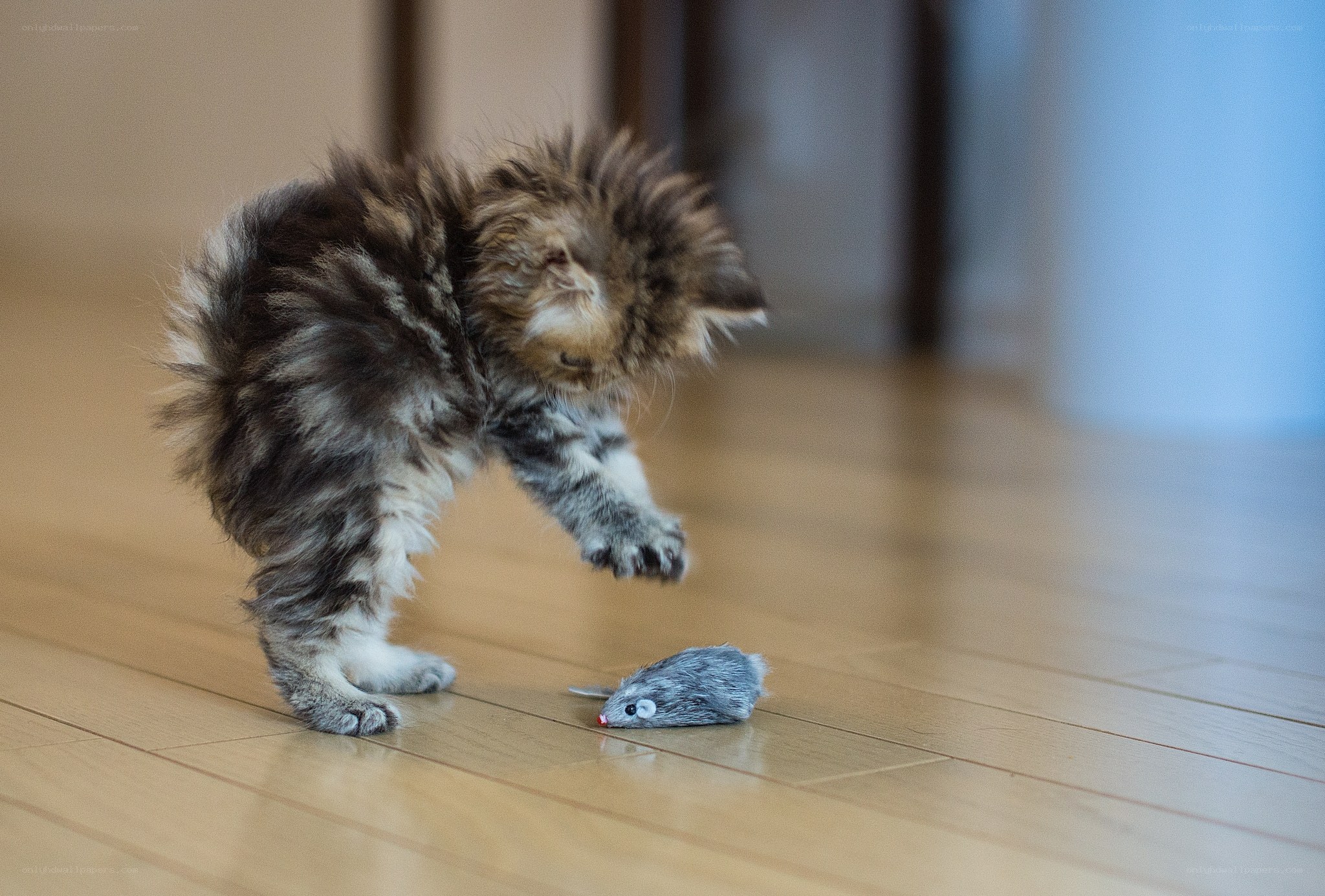 kitten playing with toy mouse
