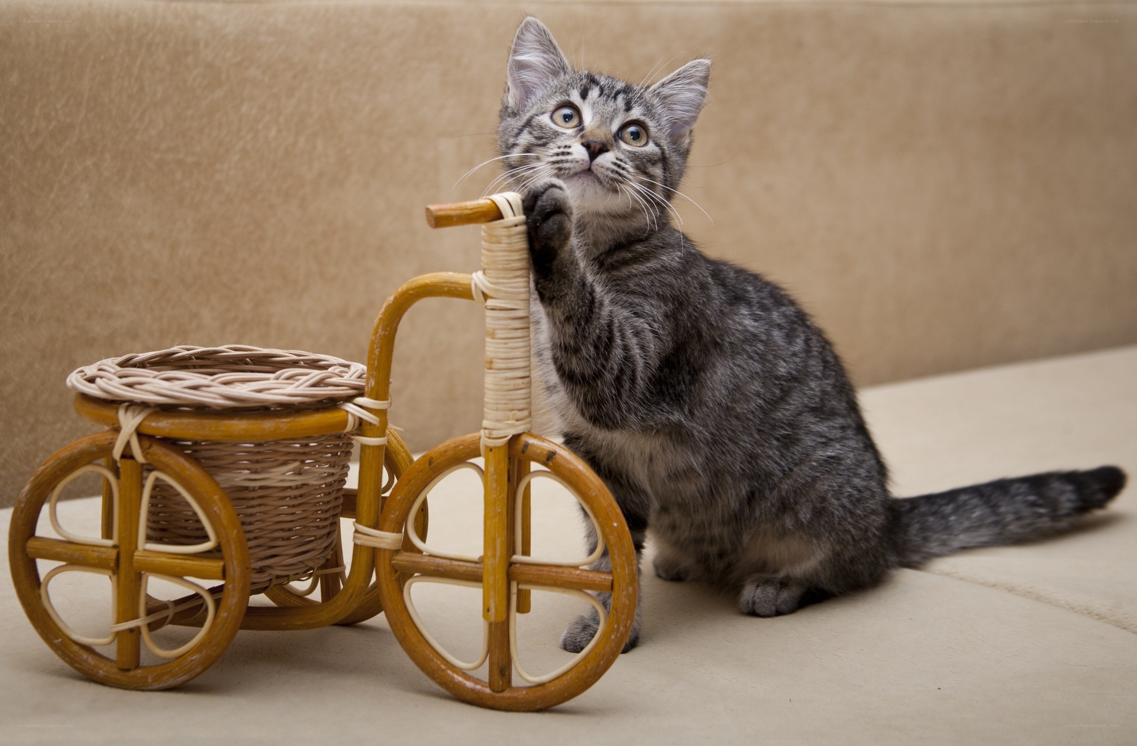 kitten playing with toy tricycle