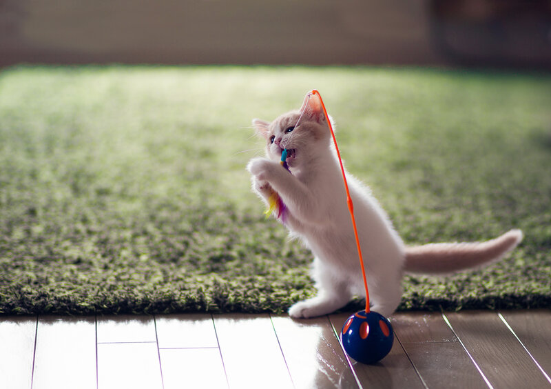 Kitten Playing with Toy — White, Playful, Photograph, Carpet