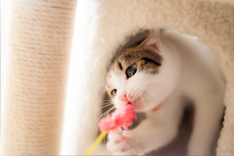 Kitten Playing with Toy — White, Playful, Photograph, Cat Tree