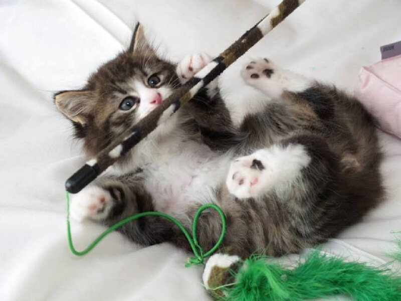 Kitten Playing with Toy — White, Playful, Photograph, Green String