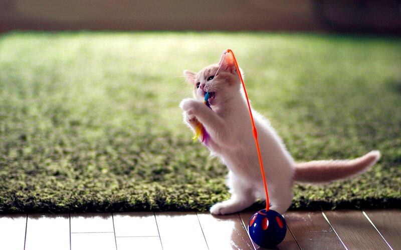 Kitten Playing with Toy — White, Playful, Photograph