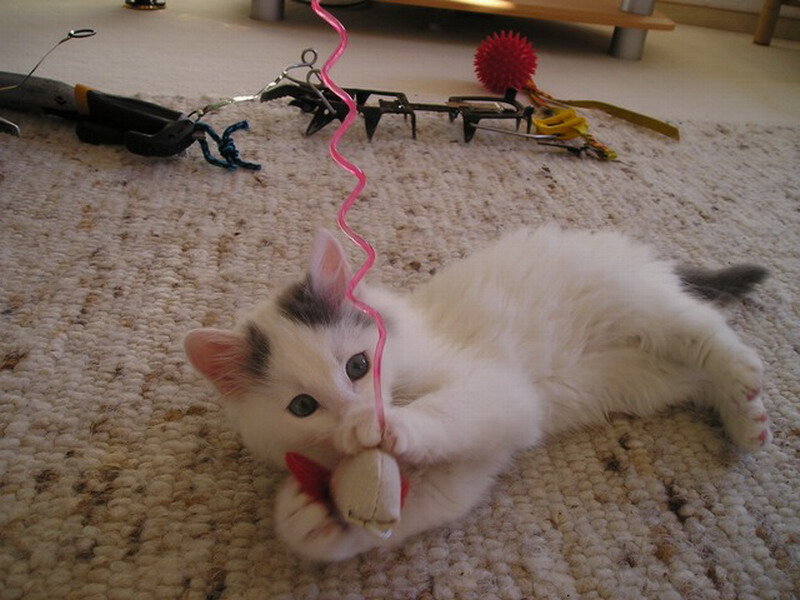 Kitten Playing with Toy — White, Playful