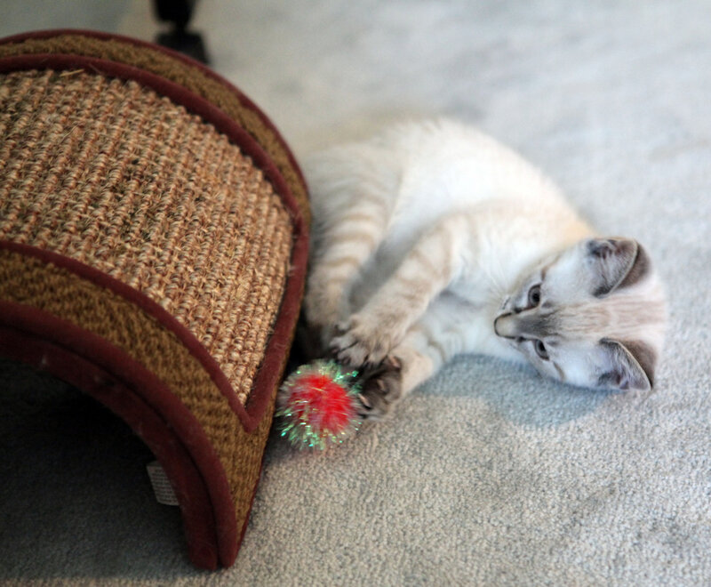 Kitten Playing with Toy — White