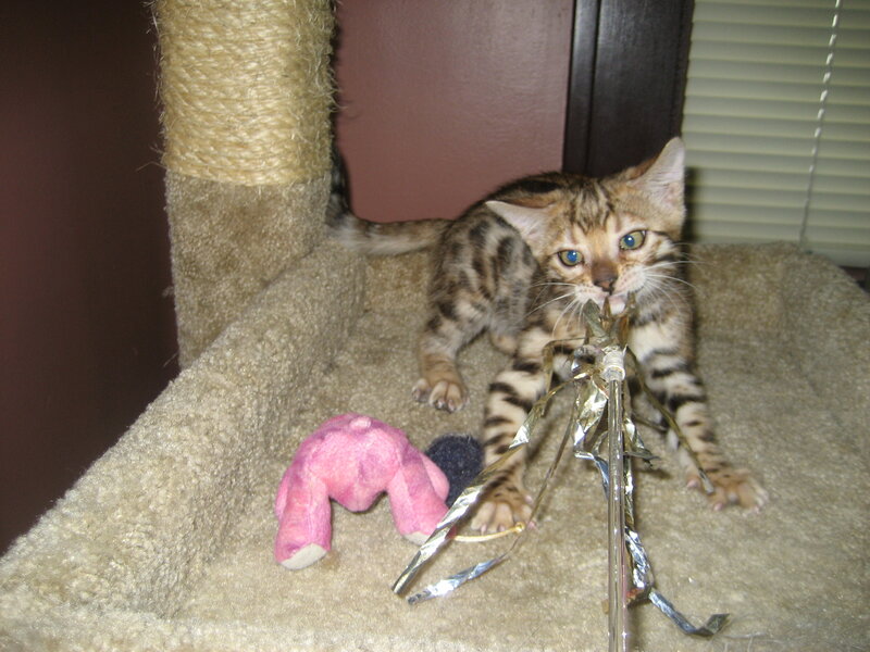 kitten playing with toys