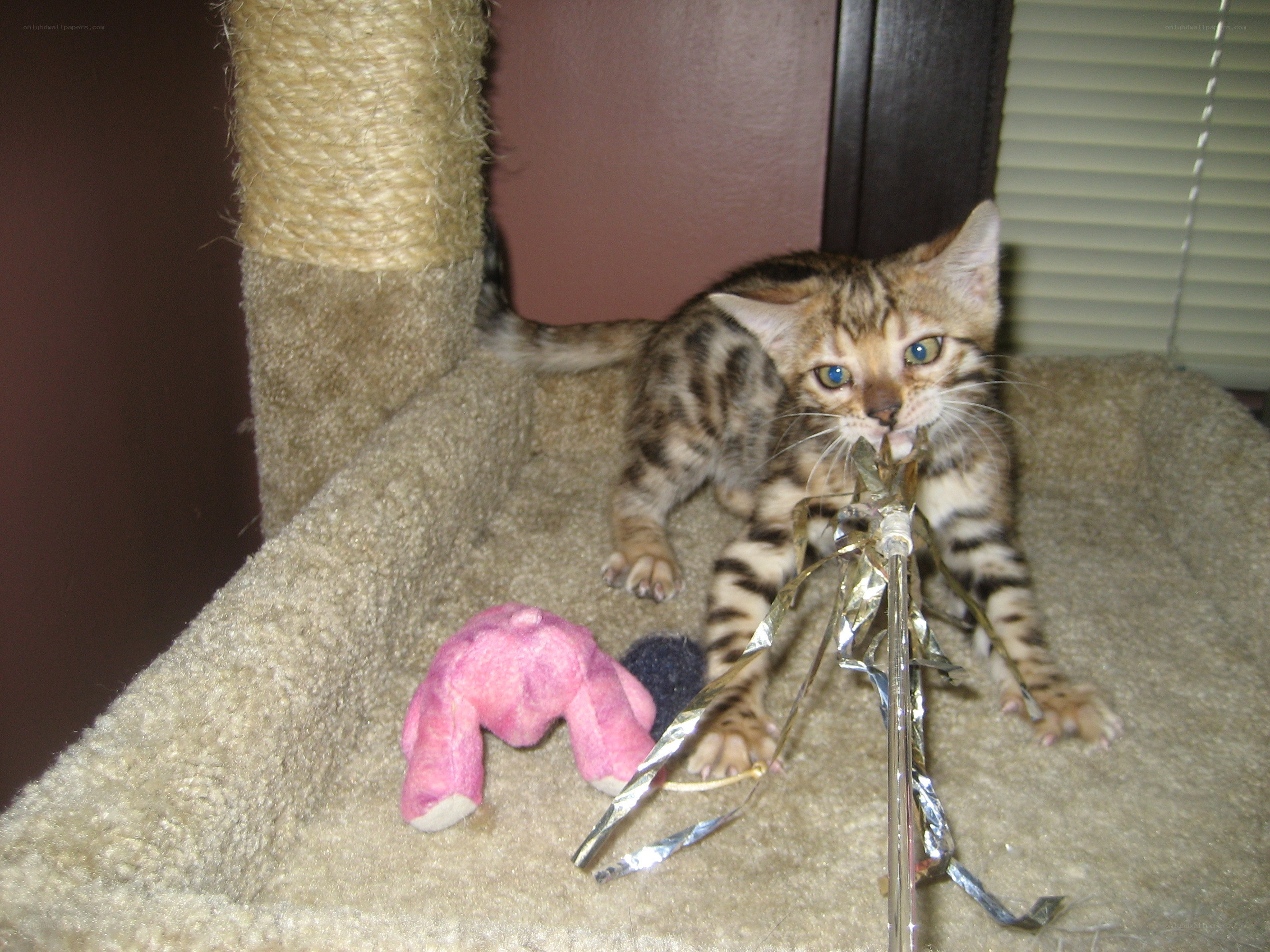 kitten playing with toys