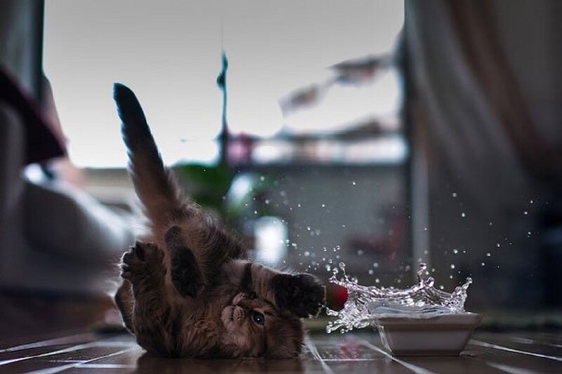 Kitten Playing with Water — Brown