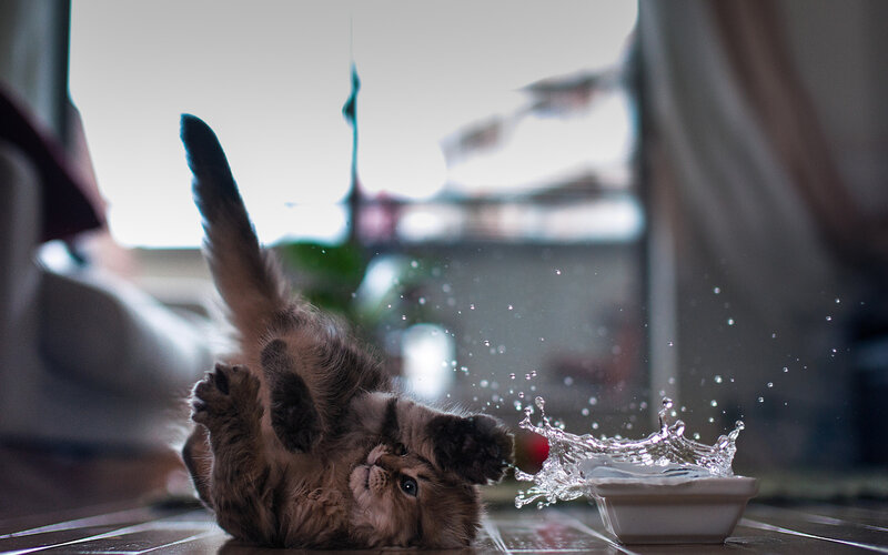 Kitten Playing with Water