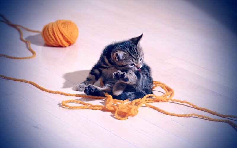 kitten playing with yarn