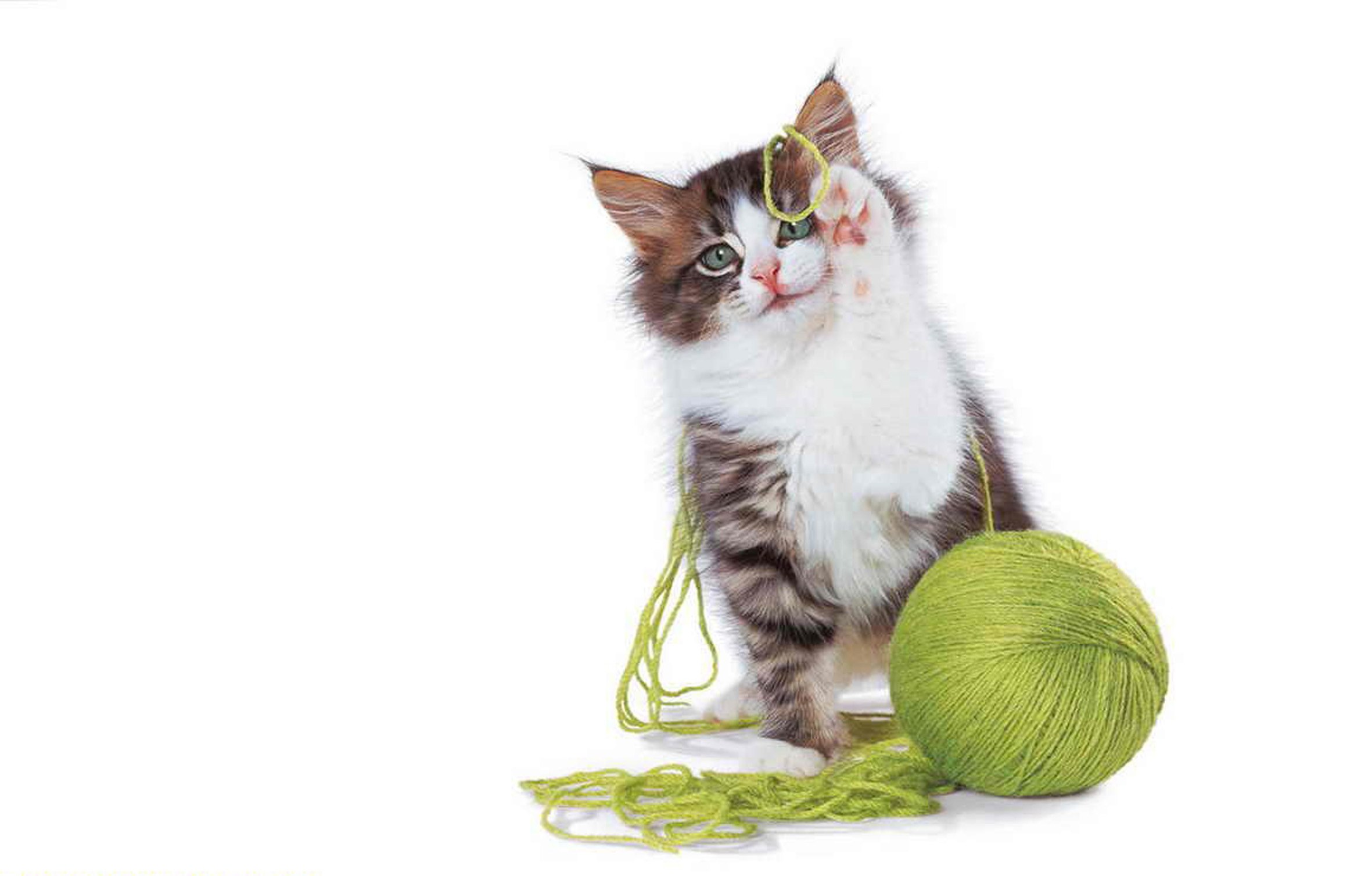 kitten playing with yarn