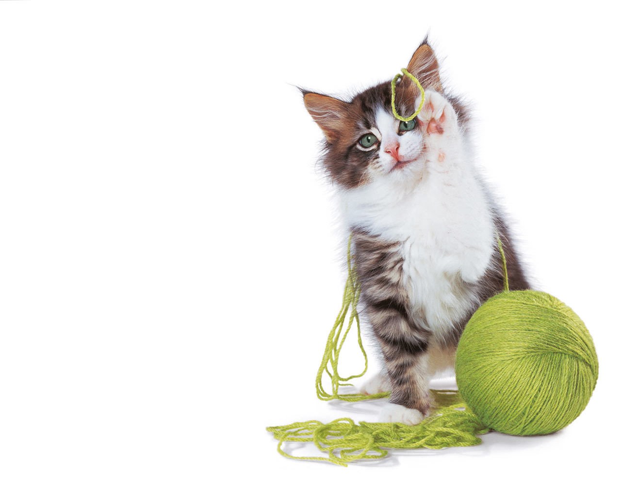 kitten playing with yarn