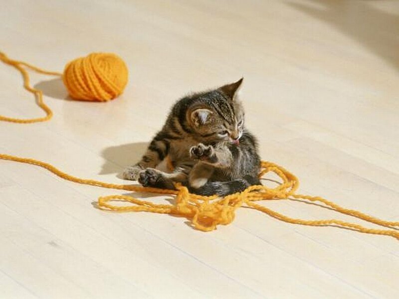 kitten playing with yarn