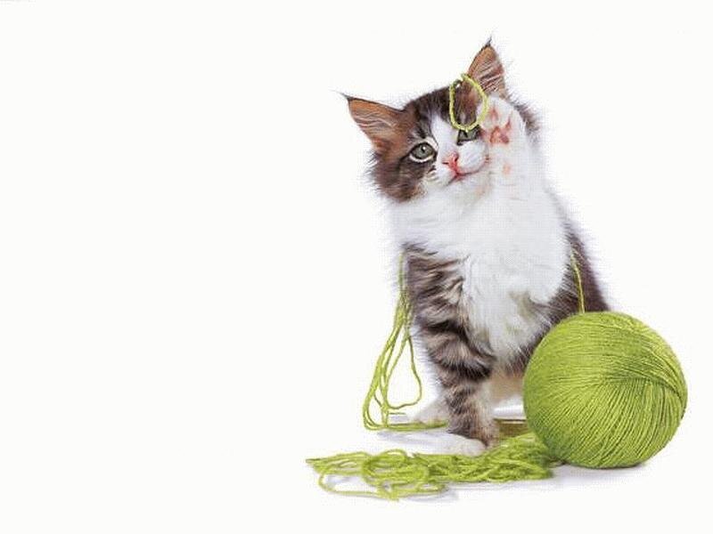 kitten playing with yarn