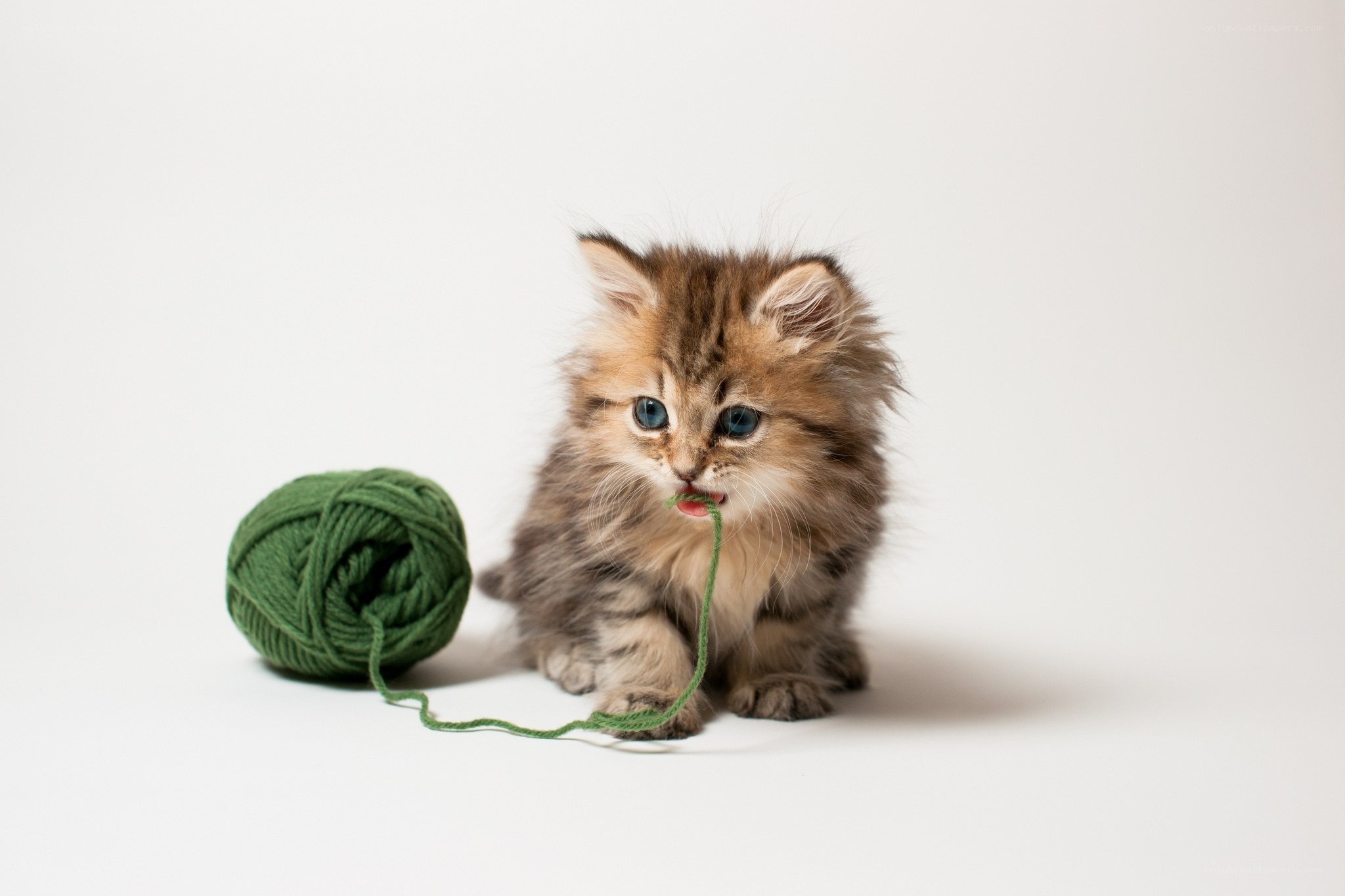 kitten playing with yarn