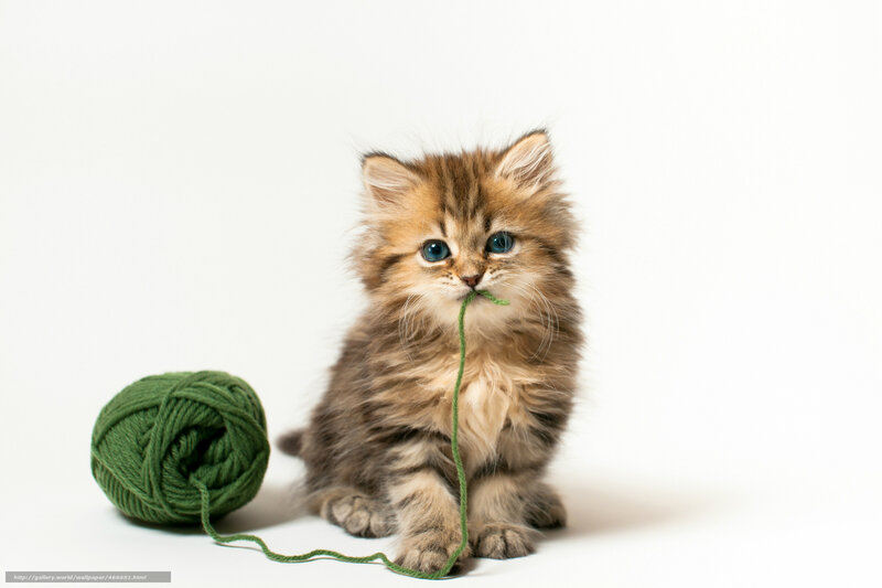 kitten playing with yarn