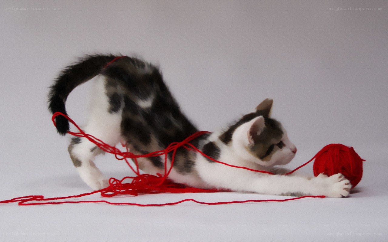 kitten playing with yarn