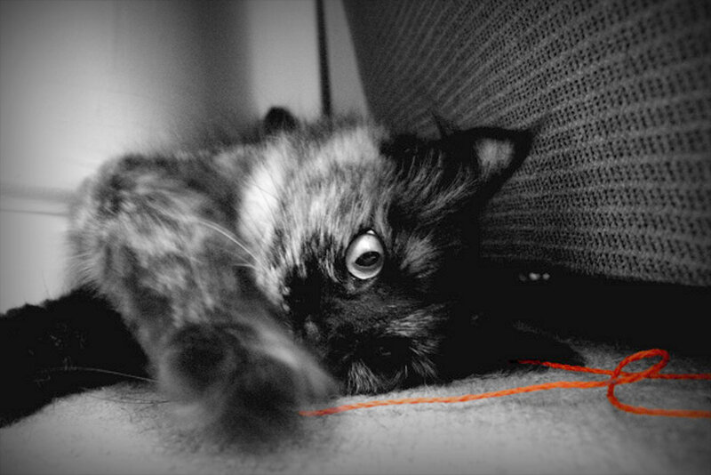 Kitten Playing with Yarn — Black