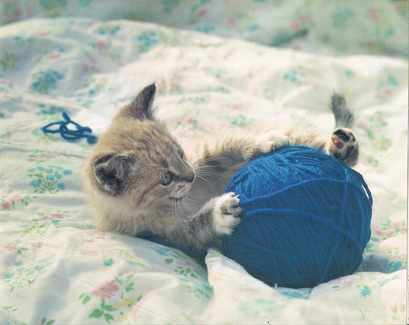 Kitten Playing with Yarn — Blue