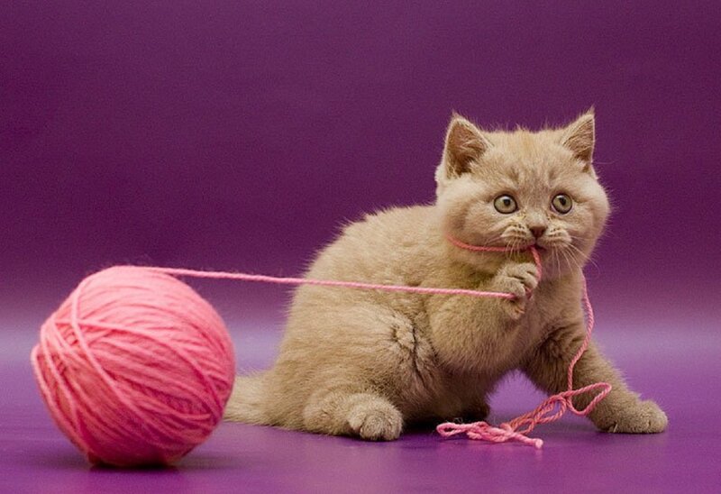 Kitten Playing with Yarn — Purple, Playful