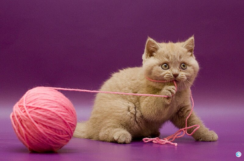 Kitten Playing with Yarn — Purple