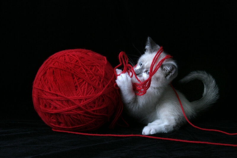 Kitten Playing with Yarn — Red