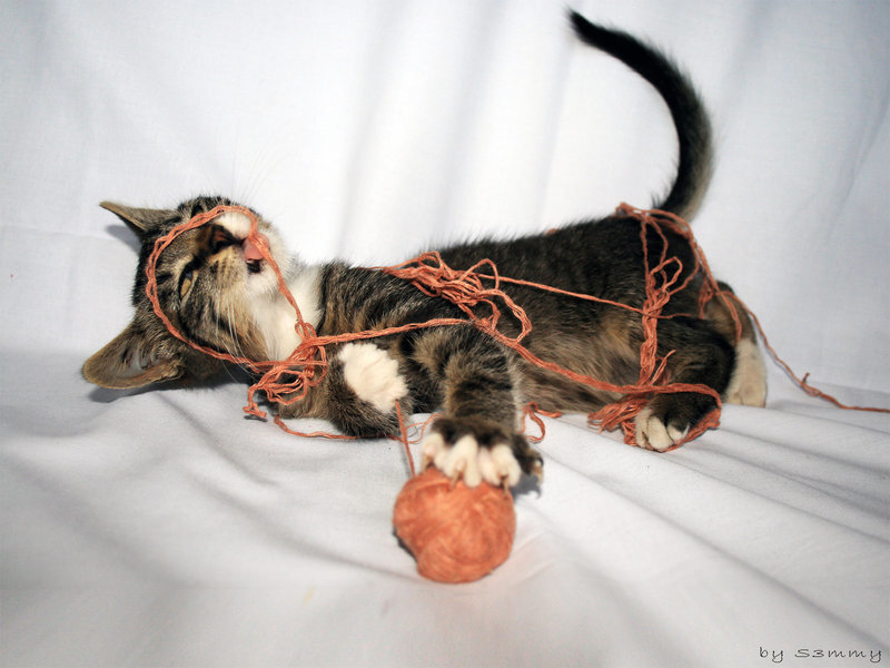 Kitten Playing with Yarn — White, Playful, Photograph, Ball of Yarn