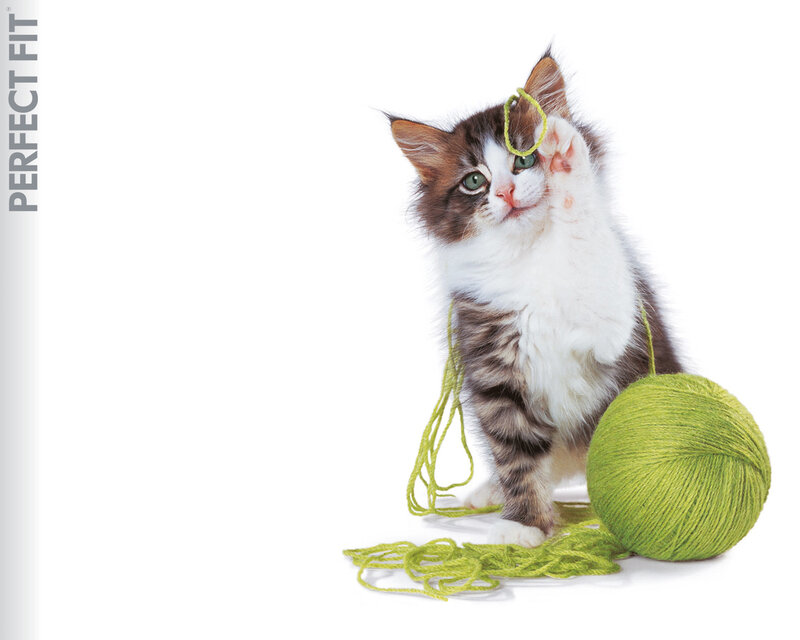 Kitten Playing with Yarn — White, Playful, Photograph