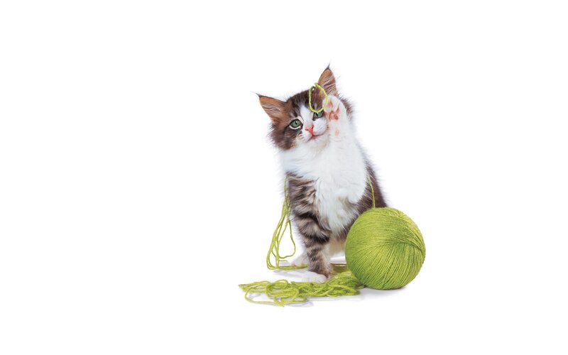 Kitten Playing with Yarn — White, Playful