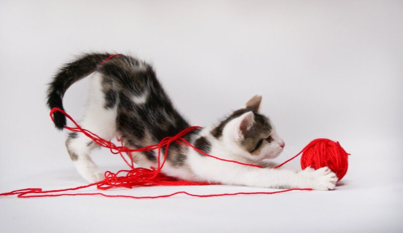 Kitten Playing with Yarn — White