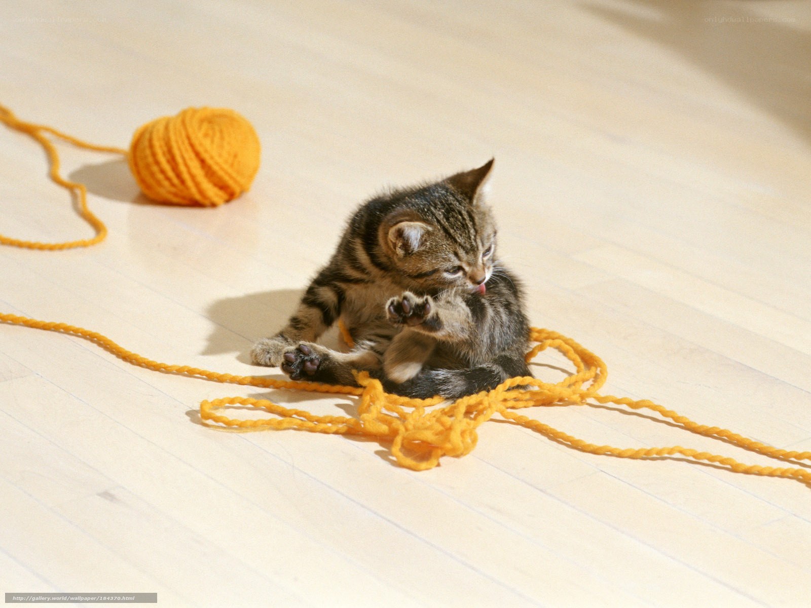kitten playing with yarn