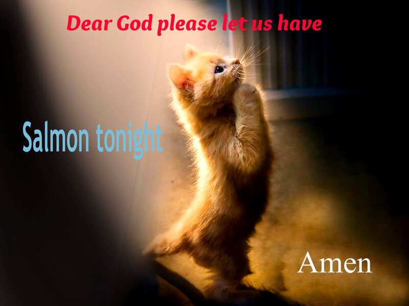 Kitten Praying for Salmon
