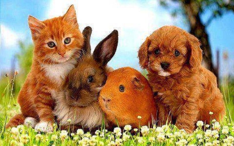 Kitten Puppy Rabbit Guinea Pig — Orange