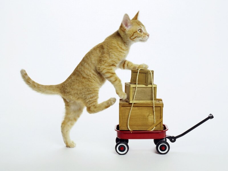 kitten pushing a toy wagon