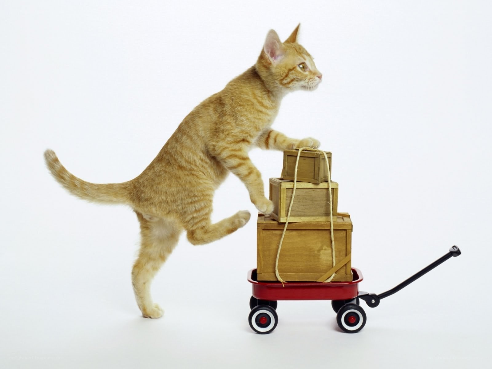 kitten pushing a toy wagon