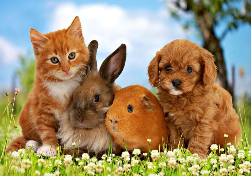 Kitten Rabbit Guinea Pig Puppy — Orange