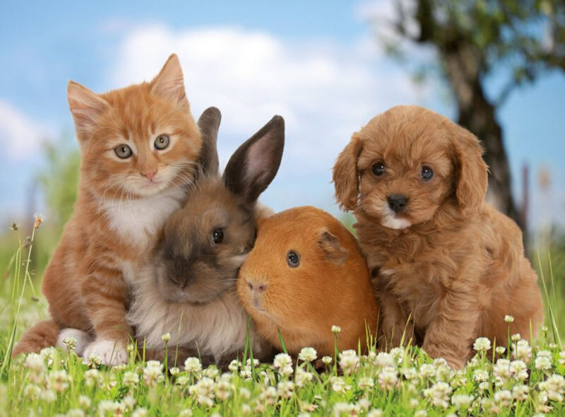 Kitten Rabbit Guinea Pig Puppy