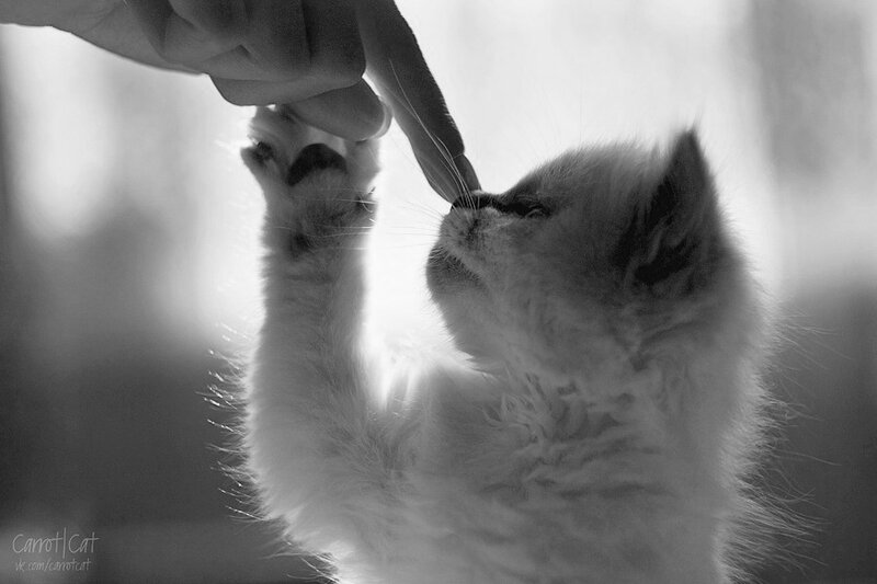 Kitten Reaching for Finger