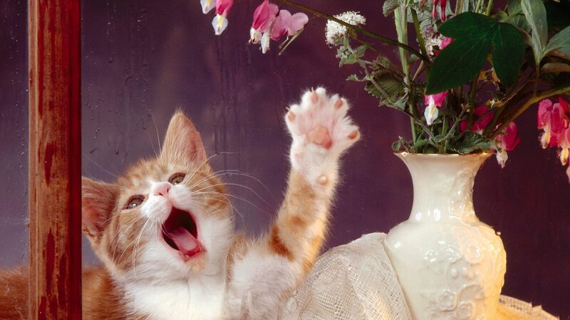 kitten reaching for flowers