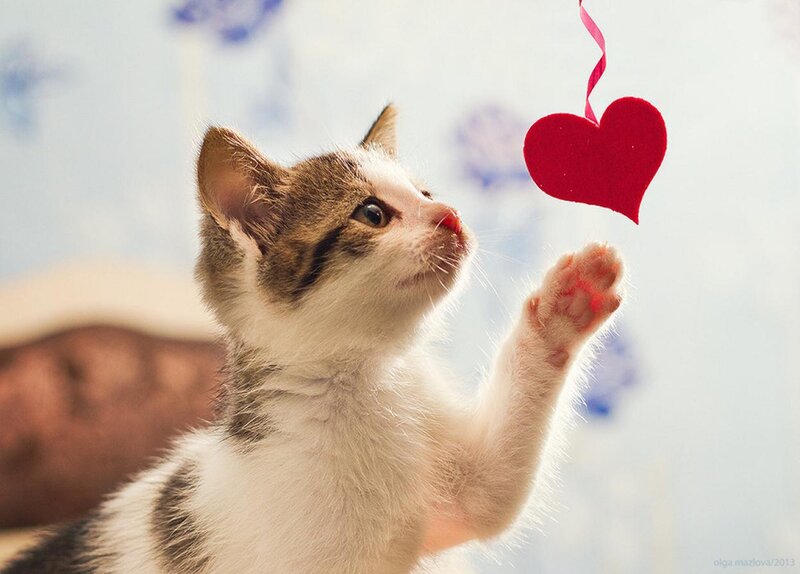Kitten Reaching for Heart