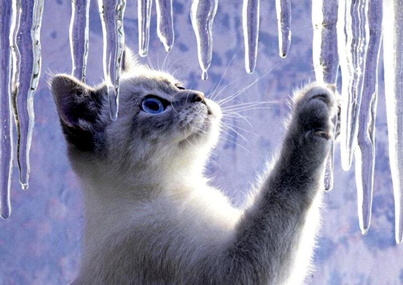 Kitten Reaching for Icicles