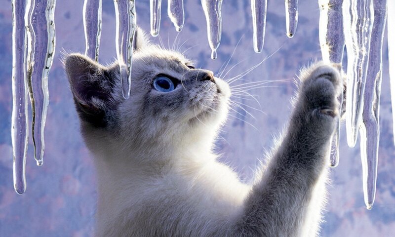Kitten Reaching for Icicles — White