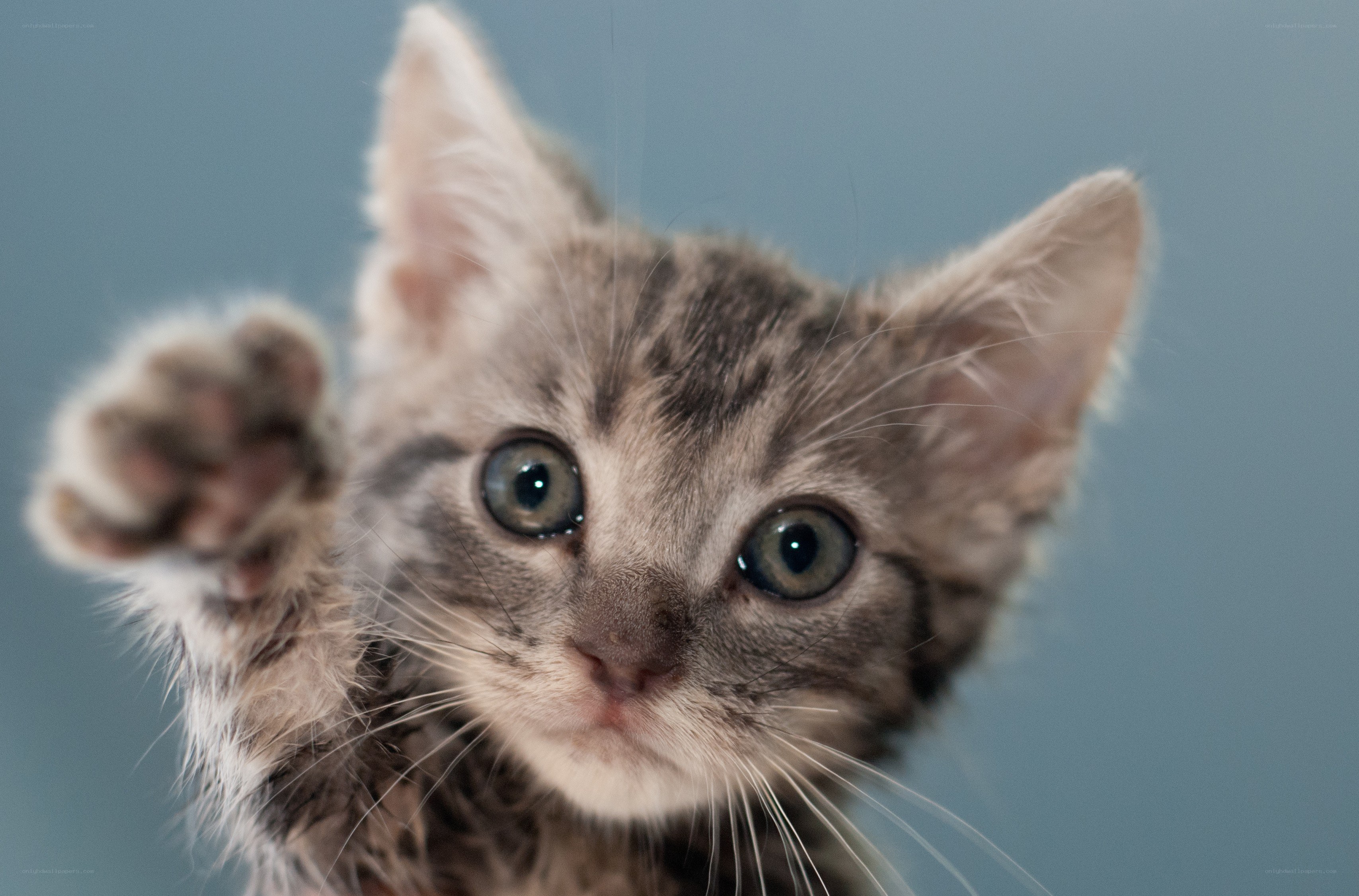 kitten reaching out with paw