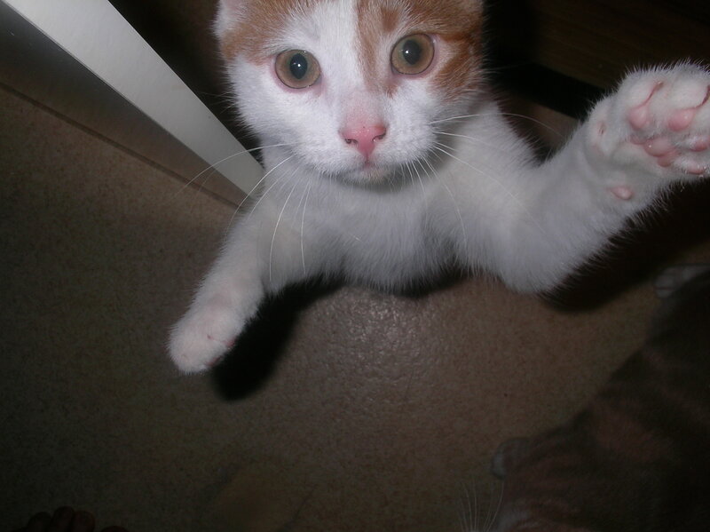 kitten reaching out with paws